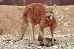 Emblem for Northern Territory Red_kangaroo