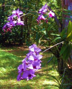 Emblem for Queensland Cooktown Orchids