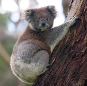 Emblem for Queensland Koala