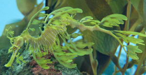Emblem for South Australia Leafy Seadragon