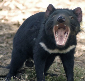 Emblem for Tasmania Tasmanian Devil