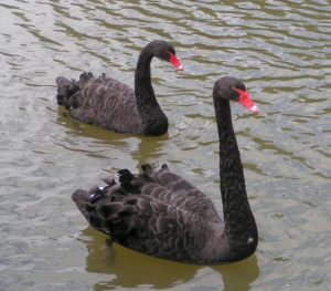 Emblem for Western Australia Black Swans