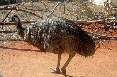 Australia's Bird Emblem